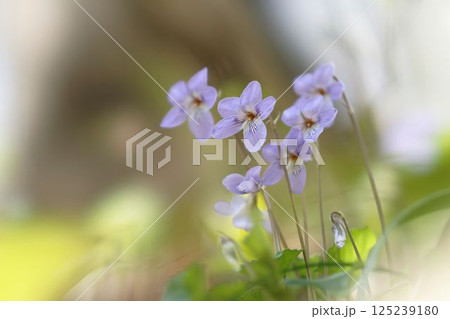 タチツボスミレの花 タチツボスミレの花 125239180