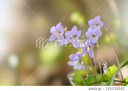 タチツボスミレの花 タチツボスミレの花 125239181