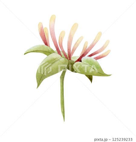 Blooming honeysuckle branch watercolor illustration isolated on white. Elegant yellow and pink vine flowers with green leaves for spring and summer garden designs Blooming honeysuckle branch watercolor illustration isolated on white. Elegant yellow and pink vine flowers with green leaves for spring and summer garden designs 125239233