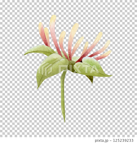 Blooming honeysuckle branch watercolor illustration isolated on white. Elegant yellow and pink vine flowers with green leaves for spring and summer garden designs Blooming honeysuckle branch watercolor illustration isolated on white. Elegant yellow and pink vine flowers with green leaves for spring and summer garden designs 125239233
