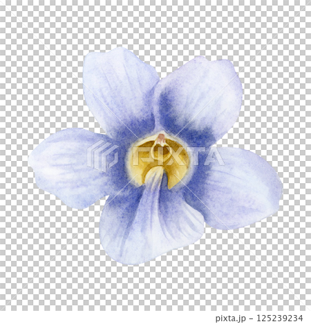 Pastel purple Thunbergia vine flower watercolor illustration isolated on white. Violet floral plant hand drawn clipart of blue clockvine trumpet. Vintage botanical floral art of tropical nature 125239234