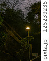 街灯に照らされる緑 125239235