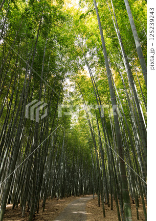 晴れた日に清々しい竹林の風景 晴れた日に清々しい竹林の風景 125239243