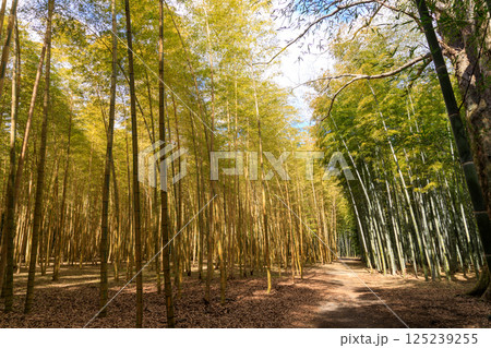 晴れた日に清々しい竹林の風景 125239255