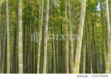 晴れた日に清々しい竹林の風景 125239264