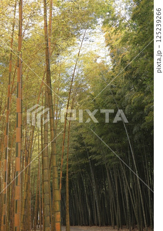 晴れた日に清々しい竹林の風景 125239266