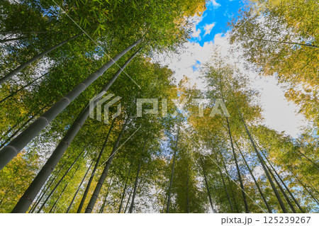 晴れた日に清々しい竹林の風景 125239267