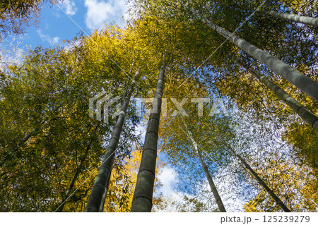 晴れた日に清々しい竹林の風景 晴れた日に清々しい竹林の風景 125239279
