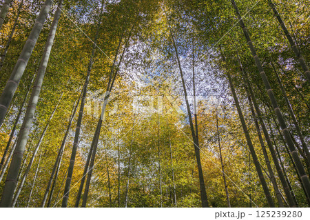 晴れた日に清々しい竹林の風景 125239280