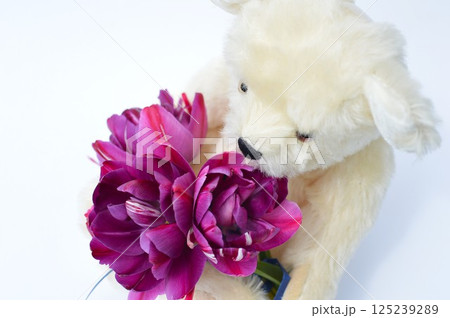 紫色のチューリップの花束と白いテディベア 紫色のチューリップの花束と白いテディベア 125239289