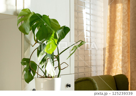 Monstera Monstera 125239339