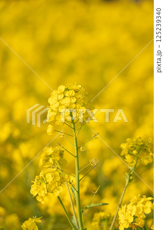 青空に向かって咲く菜の花 青空に向かって咲く菜の花 125239340