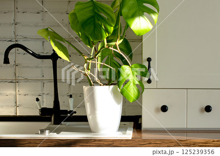Monstera Monstera 125239356