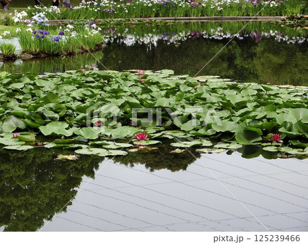池に浮かぶ蓮の花 池に浮かぶ蓮の花 125239466