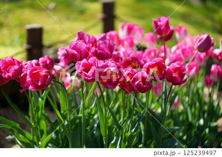 チューリップの花 125239497