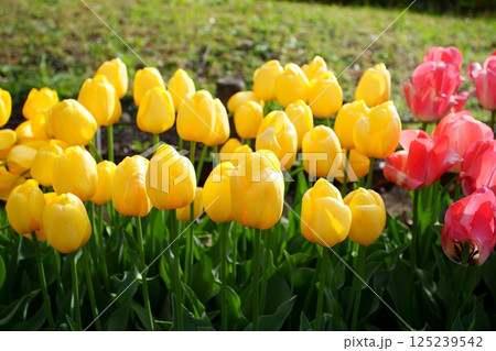 チューリップの花 125239542