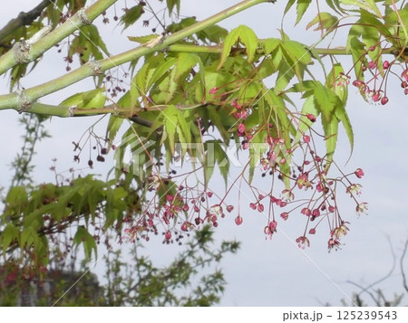 春の楓の開花8 春の楓の開花8 125239543