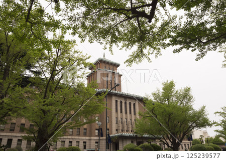 新緑の銀杏の日本大通り 新緑の銀杏の日本大通り 125239577