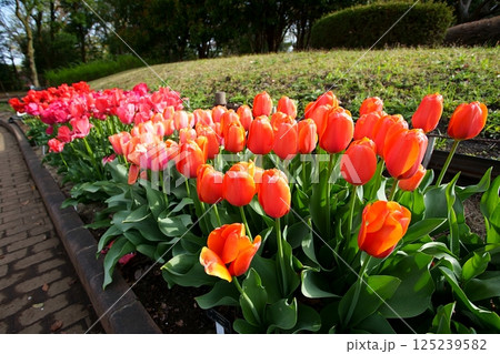 チューリップの花 125239582
