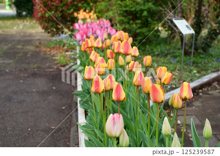 チューリップの花 125239587