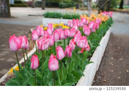 チューリップの花 チューリップの花 125239588