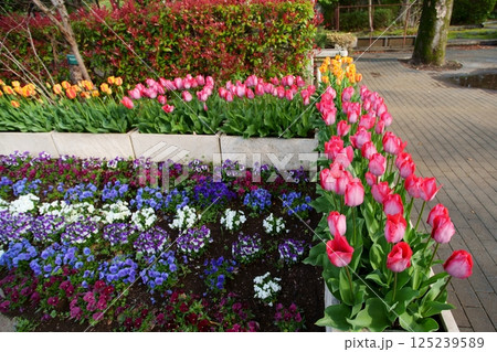 チューリップの花 125239589