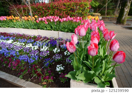 チューリップの花 125239590
