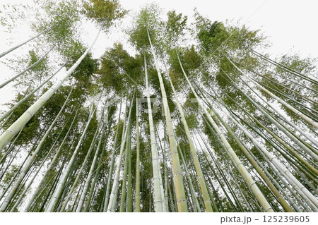 竹林のある風景 竹林のある風景 125239605