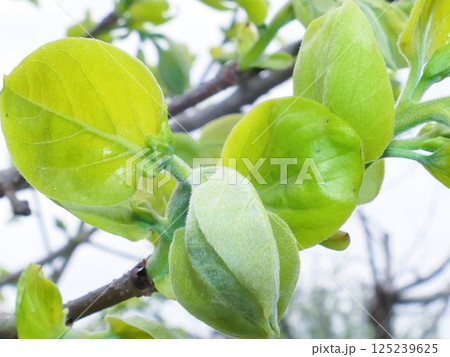 柿の花芽2 柿の花芽2 125239625