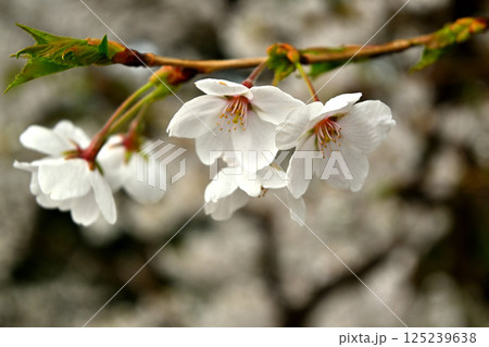 アップの桜の花　ソメイヨシノ 125239638
