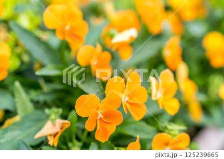 小さな春～美しいヴィオラの花～ 125239665