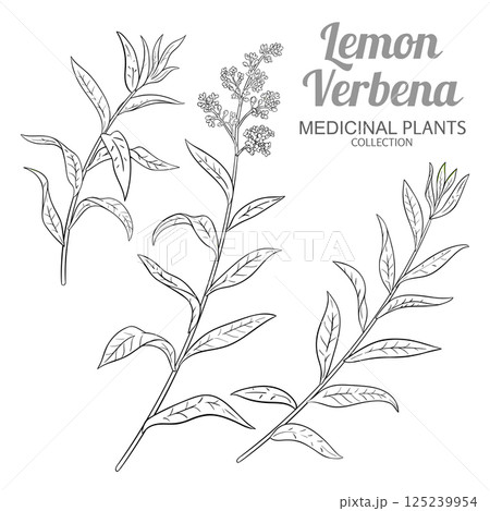 Lemon Verbena Branch Outline Illustration. Lemon Verbena Branch Outline Illustration. 125239954