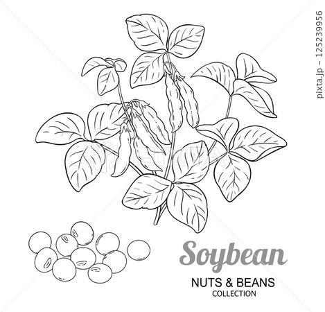 Soybean Plant with Pods Outline Illustration. 125239956
