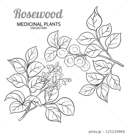 Rosewood Branch with Flowers Outline Illustration 125239968