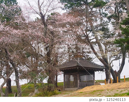 桜と多賀城碑 125240113
