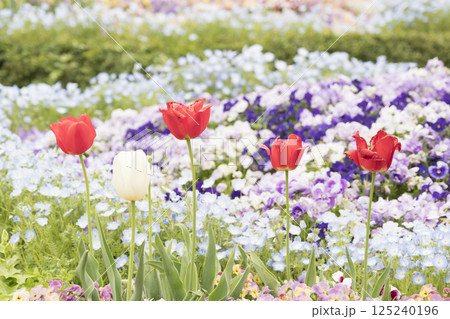 山下公園の春 125240196