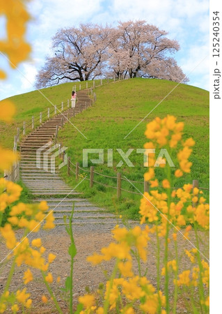 さきたま古墳公園 桜と菜の花 さきたま古墳公園 桜と菜の花 125240354