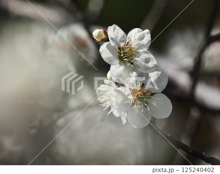 白梅の花 白梅の花 125240402