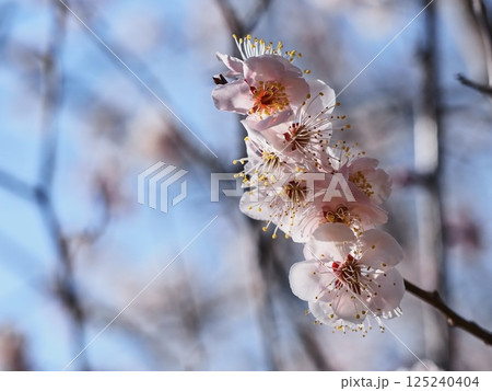 春の訪れを告げる紅梅の花 春の訪れを告げる紅梅の花 125240404