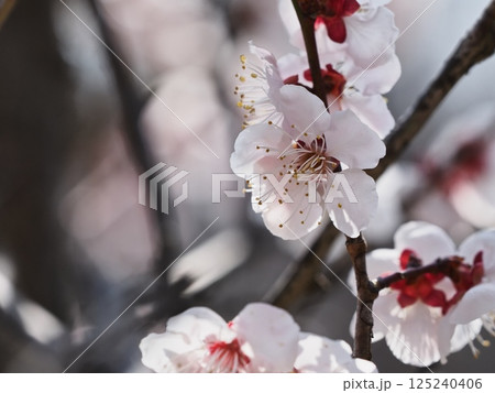 春の訪れを告げる紅梅の花 125240406
