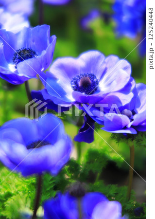 アネモネの花 125240448