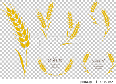 小麦のナチュラルな手書き風イラストとフレーム 小麦のナチュラルな手書き風イラストとフレーム 125240462