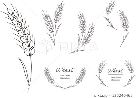 小麦のナチュラルな手書き風の線画イラストとフレーム 小麦のナチュラルな手書き風の線画イラストとフレーム 125240463