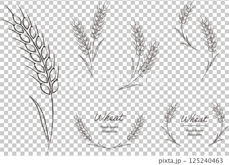 Natural hand-drawn line drawing illustration and frame of wheat 125240463