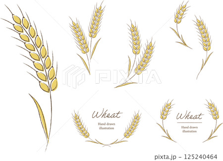 小麦のナチュラルな手書き風イラストとフレーム 125240464