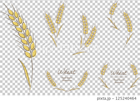 Natural hand-drawn illustration and frame of wheat 125240464