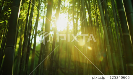 Sunlight Filtering Through Dense Bamboo Forest Sunlight Filtering Through Dense Bamboo Forest 125240606