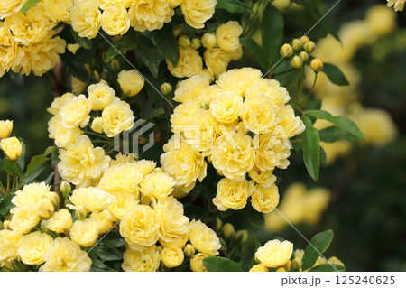 キモッコウバラ 125240625