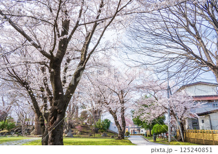 「青森県」満開の桜咲く三八城公園　八戸市 125240851