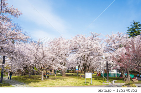 「青森県」満開の桜咲く三八城公園 八戸市 「青森県」満開の桜咲く三八城公園 八戸市 125240852